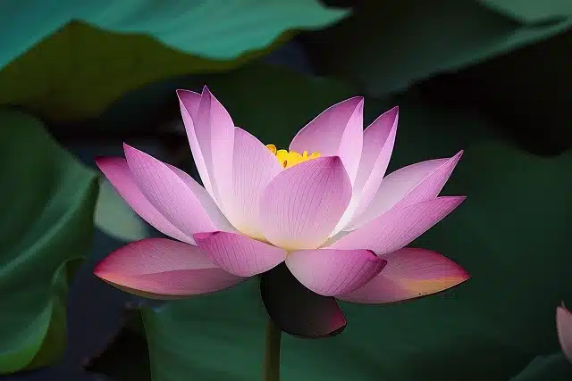 lotus flower: yoga vs samkhya
